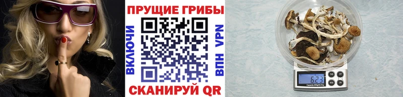 Купить где  Зеленогорск  Псилоцибиновые грибы мицелий 
